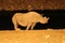 Rhino Rhinocerotidaeat the waterhole at night - Namibia Africa