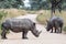 Rhino Roadblock