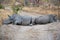 Rhino Roadblock in South Africa