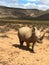 Rhino on Safari