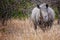 Rhino South Africa