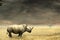 Rhino standing in dry African savannah, steppe with heavy dramatic clouds above. Dry season