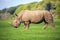 Rhino standing in field