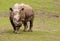 Rhino standing on a field of grass