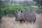 Rhino standing in the grass with birds on his back