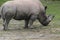 Rhino standing in the tall, dry grass with birds on his back