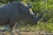 Rhino standing up in early morning sunlight