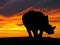 Rhino at Sunset in Africa