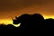 Rhino at sunset silhouette