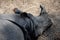 rhino taking an afternoon nap