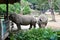 Rhino in Thailand zoo