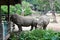 Rhino in Thailand zoo