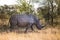 Rhino walking in the bush in South Africa.