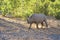 Rhino walking at dawn