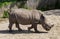 Rhino walking in profile