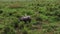 Rhino walking in the wild at morning from top angle