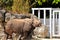 Rhino walking in zoo