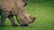 Rhino Walks Past Grazing