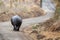 Rhino walks the road in Lake Nakuru National Park