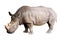 Rhino on white background, isolate white background