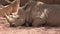 Rhino wild animal resting
