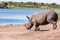 Rhino Wildlife