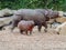 Rhino with young newborn walking