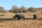 A rhino with young in Welgevonden Game Reserve in South Africa