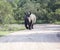 Rhinoceros aggressively running towards you on  dirt road