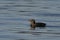 Rhinoceros Auklet in breeding plumage in water