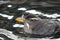 Rhinoceros Auklet (Cerorhinca monocerata)