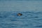 Rhinoceros Auklet feeding at seaside