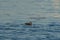 Rhinoceros Auklet feeding at seaside