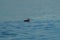 Rhinoceros Auklet feeding at seaside