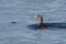 Rhinoceros auklet surfacing in the ocean near Cape Sutil