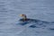 Rhinoceros Auklet swims away from photographer, Cape Sutil