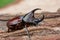 Rhinoceros beetle