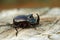 Rhinoceros beetle