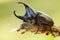 Rhinoceros beetle