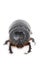 Rhinoceros Beetle.