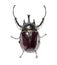 Rhinoceros beetle, Actaeon beetle, isolated on white