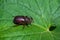 Rhinoceros Beetle. The beetle sitting on a cucumber leaf.