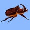 Rhinoceros beetle. brown big beetle on a blue background