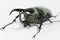 Rhinoceros beetle Chalcosoma caucasus, Rhino beetle,Unicorn beetle, Horn beetle isolated