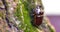 Rhinoceros beetle crawling up a tree trunk. A large beetle  in the wild