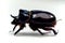 Rhinoceros beetle or dynastinae, of the scarab family