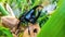 rhinoceros beetle, Hercules beetle, Unicorn beetle, horn beetle, male on green bamboo