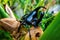 Rhinoceros beetle, Hercules beetle, Unicorn beetle, horn beetle, male on green bamboo branch