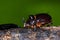The Rhinoceros Beetle Oryctes nasicornis