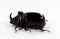 Rhinoceros beetle Oryctes nasicornis isolated on white. Collection beetles. Dynastidae. Coleoptera.